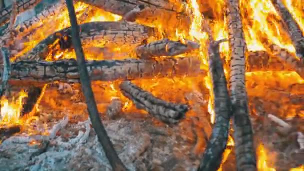 Grand feu de camp des branches Brûler la nuit dans la forêt — Video