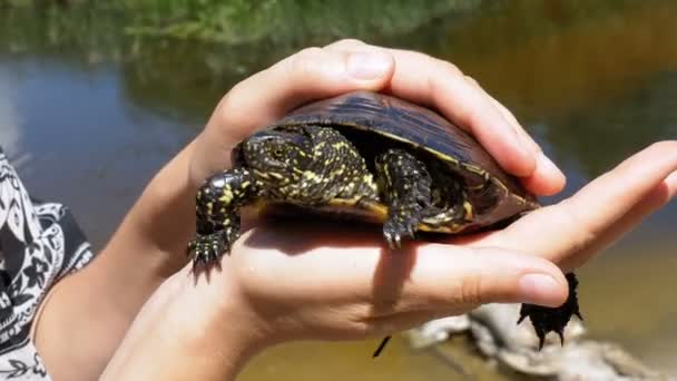 Malá želva řeka v ženských rukou na pozadí řeky — Stock video