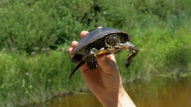 Tortuga de río pequeño en manos femeninas en un fondo del río — Vídeos de Stock