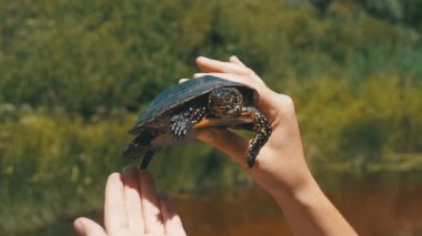 Nehrin bir arka plan üzerinde eller küçük nehir kaplumbağa. Ağır çekim