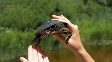 Nehrin bir arka plan üzerinde eller küçük nehir kaplumbağa. Ağır çekim