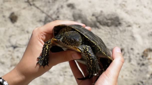 Little River Turtle in mani femminili su uno sfondo della spiaggia di sabbia. Rallentatore — Video Stock