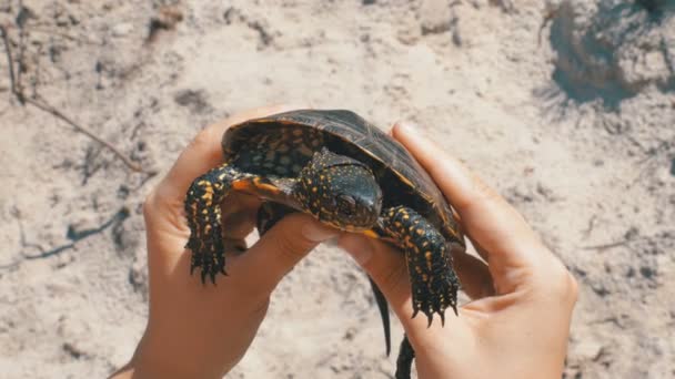 Tortuga de río pequeño en manos femeninas en un fondo de la playa de arena — Vídeos de Stock