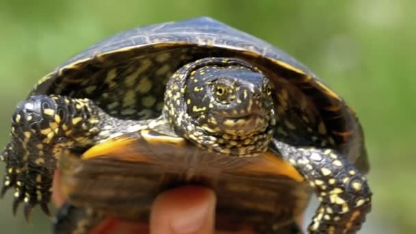 Lilla floden sköldpaddan i kvinnliga händer på en bakgrund av floden. Slow Motion — Stockvideo