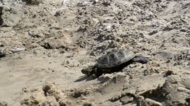 Küçük nehir kaplumbağa Sandy plaj boyunca nehre kaynıyor. Ağır çekim