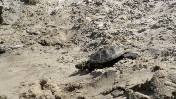 Kis folyó teknős csúszó a homokos strand mentén a folyóba. Lassú mozgás — Stock videók