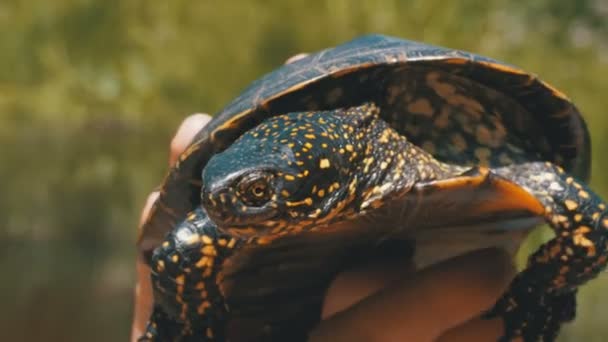 Weinig moerasschildpad in vrouwelijke handen op een achtergrond van de rivier — Stockvideo