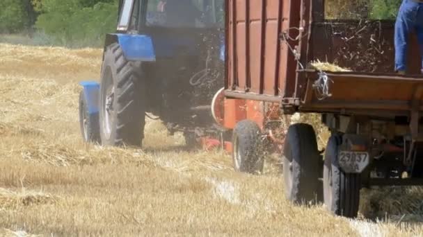 Weizenernte. Mähdrescher entladen während der Ernte Weizen in einen Traktoranhänger. — Stockvideo