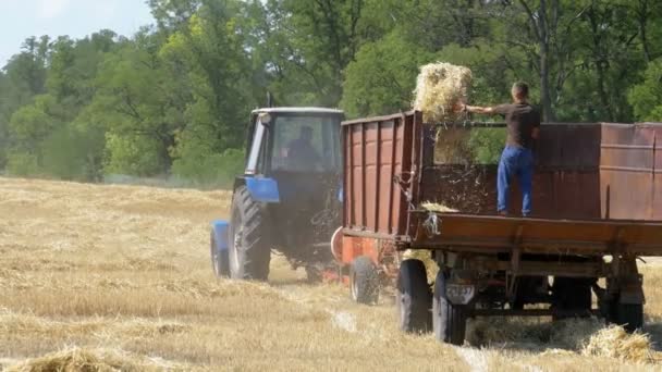 小麦の収穫。収穫中にトラクター トレーラーに荷を下す小麦を組み合わせる. — ストック動画
