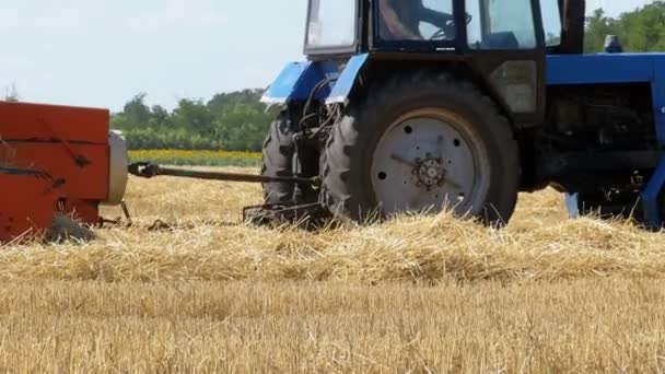 Colheita de trigo. Combine o trigo de descarga em um reboque de trator durante a colheita . — Vídeo de Stock