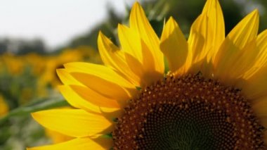 Tarlada ayçiçekleri