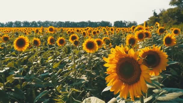 Tournesols dans les champs — Video