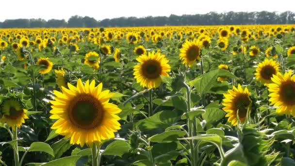 Floarea-soarelui pe câmp — Videoclip de stoc