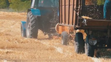 Buğday hasat. Boşaltma buğday hasat sırasında bir traktör römork birleştirmek.