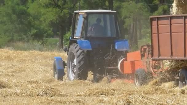 Raccolta del grano. Combina lo scarico del grano in un rimorchio del trattore durante il raccolto . — Video Stock