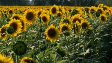 Tarlada ayçiçekleri