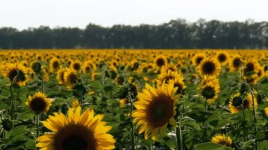 Tarlada ayçiçekleri