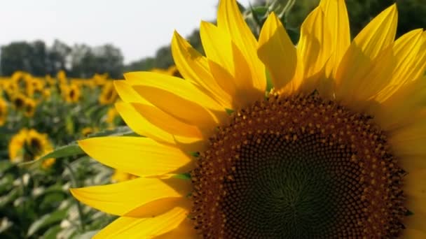 Girasoles en el campo — Vídeos de Stock