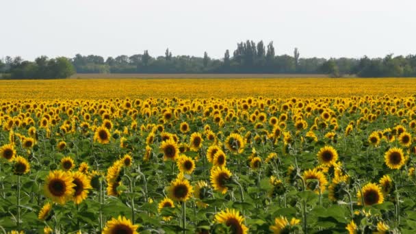 Sonnenblumen auf dem Feld — Stockvideo