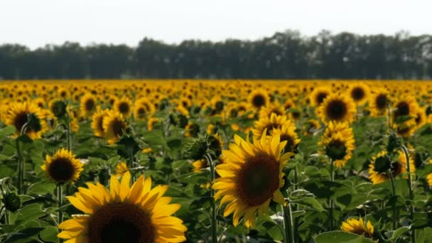 Zonnebloemen in het veld — Stockvideo
