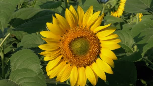 Girasol en el campo — Vídeo de stock