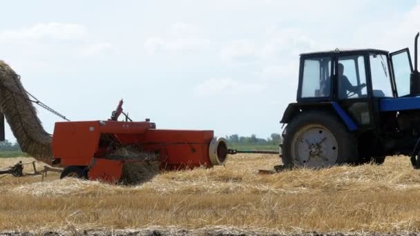 Veteskörden. Kombinera lossning vete i en traktor släpvagn under skörden. — Stockvideo