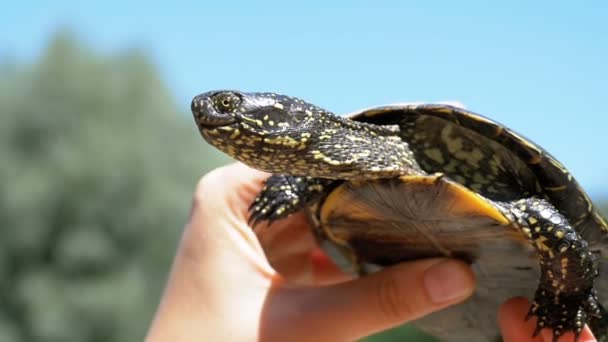 Little River Turtle in Female Hands on a Background of the River (en inglés). Moción lenta — Vídeo de stock