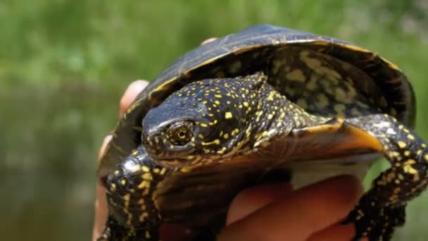 Piccola tartaruga di fiume in mani femminili su uno sfondo del fiume — Video Stock