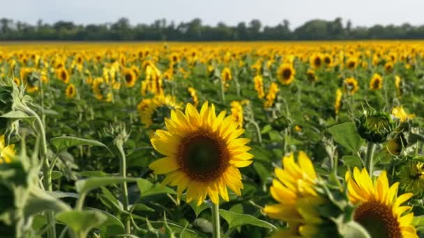 Sunflowers in the Field — Stock Video