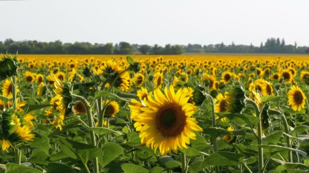 Sonnenblumen auf dem Feld — Stockvideo
