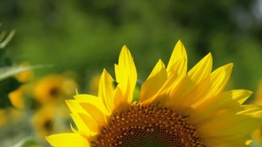 Tarlada ayçiçekleri