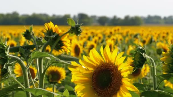 Sunflowers in the Field — Stock Video