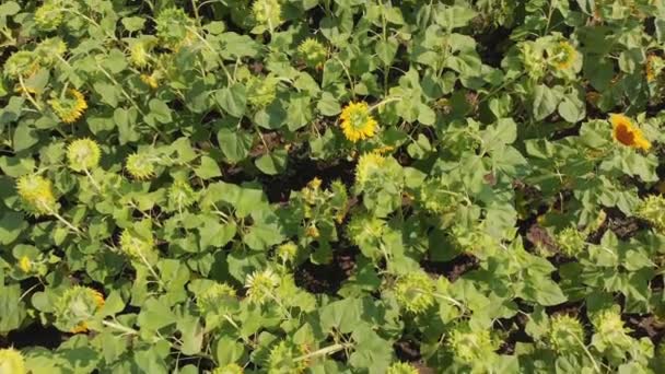 Aerial view of Sunflower Field from the Drone, Moving Across a Yellow Field — Stock Video