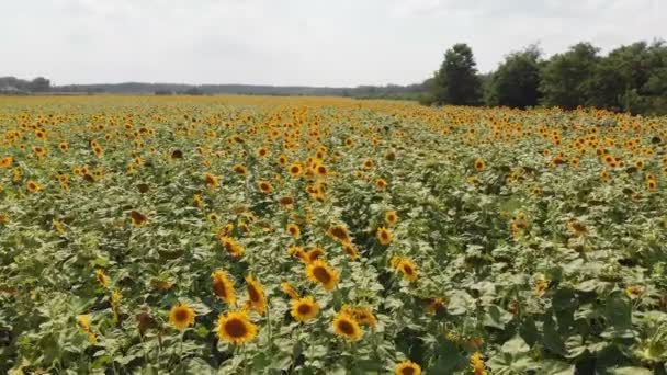 Vue Aérienne Du Champ De Tournesol Du Drone, Traversant Un Champ Jaune 
