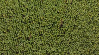 Dron, hareketli genelinde bir sarı alan ayçiçeği alan üzerinde üstten görünüm
