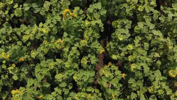 Dron, hareketli genelinde bir sarı alan ayçiçeği alan üzerinde üstten görünüm — Stok video