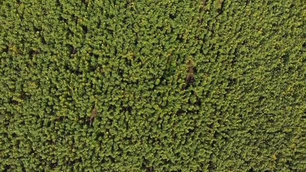 Vista superior del campo de girasol desde el dron, moviéndose a través de un campo amarillo — Vídeo de stock
