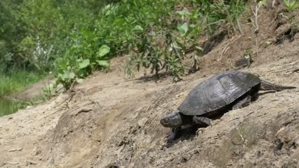 Flussschildkröten kriechen am Sandstrand entlang in den Fluss. Zeitlupe — Stockvideo