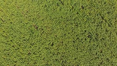 Dron, hareketli genelinde bir sarı alan ayçiçeği alan üzerinde üstten görünüm