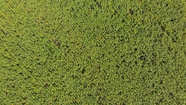 Draufsicht auf das Sonnenblumenfeld von der Drohne aus, die sich über ein gelbes Feld bewegt — Stockvideo