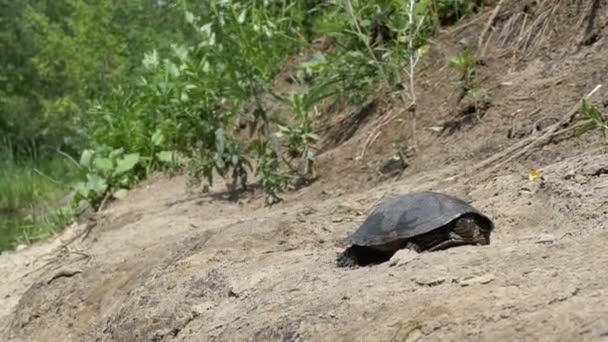 Eine Flussschildkröte liegt im Sand in der Nähe eines Flusses in der Natur — Stockvideo