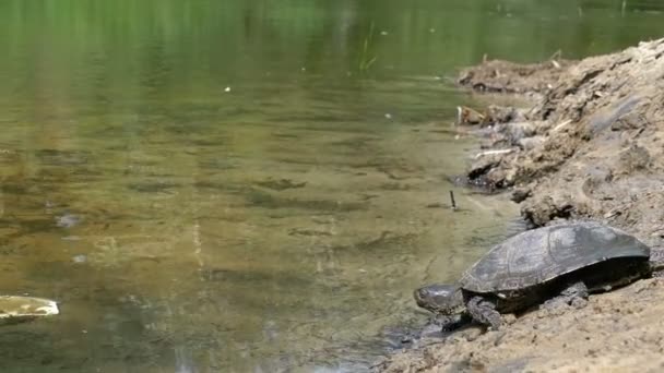 河龟沿着沙滩爬进河里。慢动作 — 图库视频影像