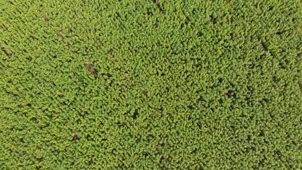 Draufsicht auf das Sonnenblumenfeld von der Drohne aus, die sich über ein gelbes Feld bewegt — Stockvideo