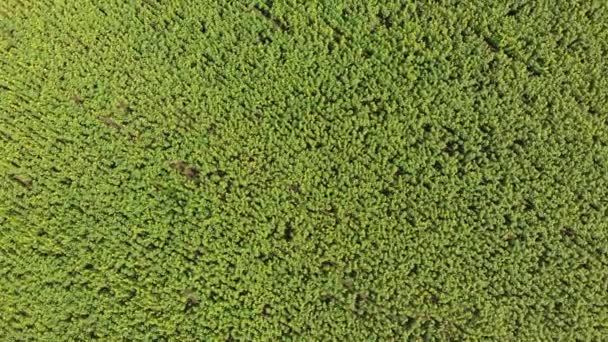 Vista superior no campo de girassol do zangão, movendo-se através de um campo amarelo — Vídeo de Stock