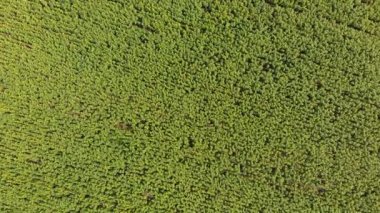 Dron, hareketli genelinde bir sarı alan ayçiçeği alan üzerinde üstten görünüm