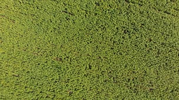 Вид сверху на подсолнечное поле с дрона, передвигающегося по желтому полю — стоковое видео