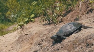 Nehir kaplumbağa Sandy plaj boyunca nehre kaynıyor. Ağır çekim