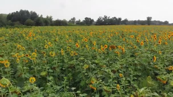 Vista aerea del campo di girasole dal drone, muovendosi attraverso un campo giallo — Video Stock