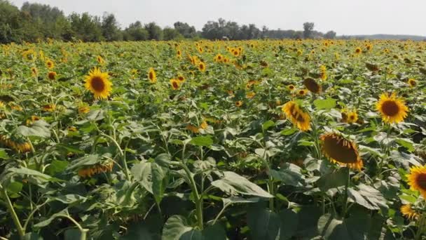 Vue Aérienne Du Champ De Tournesol Du Drone, Traversant Un Champ Jaune 