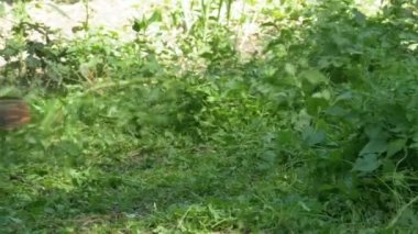 Adam Mows yavaş çekimde taşınabilir bir çim biçme makinesi kullanarak çimen